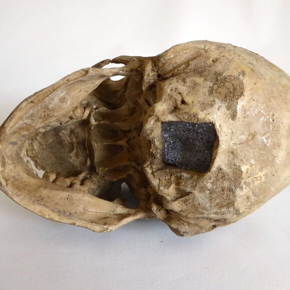 2006 DISNEY PIRATES OF THE CARIBBEAN OFFICIAL MOVIE FILM PROP PELEGOSTO SKULL - Picture 15 of 15